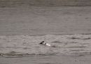 Smew (Mergus albellus) M