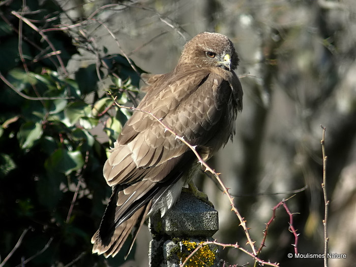 Buteo buteo juv