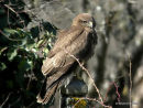 Buteo buteo juv