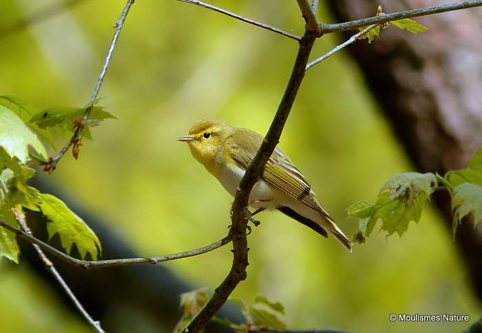 Wood Warbler (Phylloscopus sibilatrix)