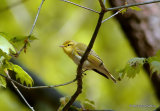 Wood Warbler (Phylloscopus sibilatrix)