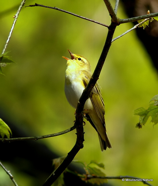Wood Warbler (Phylloscopus sibilatrix)