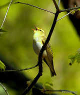 Wood Warbler (Phylloscopus sibilatrix)
