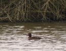 Ferruginous Duck (Aythya nyroca) F