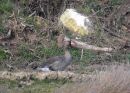 Greater White-fronted Goose (Anser albifrons) 1W