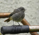 Black Redstart (Phoenicurus ochruros) Juv
