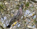 Common Wood Pigeon (Columba palumbus)