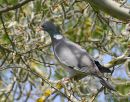 Common Wood Pigeon (Columba palumbus)