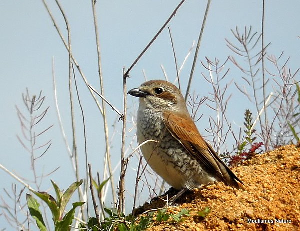 Red-backed Shrike (Lanius collurio) F