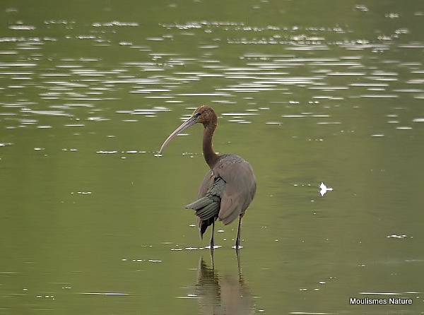 Glossy Ibis (Plegadis falcinellus) Ad-W