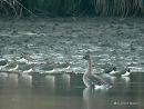 Bean Goose (Anser fabalis) Ad