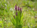 Early Marsh Orchid (Dactylorhiza incarnata), Orchis incarnat
