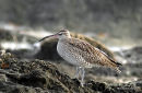 Whimbrel (Numenius phaeopus) San Pedro