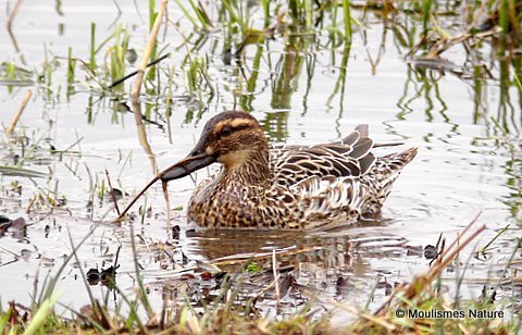 Garganey (Anas querquedula) F