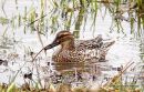 Garganey (Anas querquedula) F