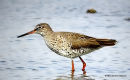 Redshank on La Lagune Claude Quancard