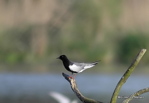 White-winged Tern (Chlidonias leucopterus) Ad S