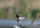 White-winged Tern (Chlidonias leucopterus) Ad S