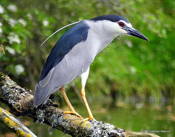 Black-crowned Night Heron (Nycticorax nycticorax) Ad