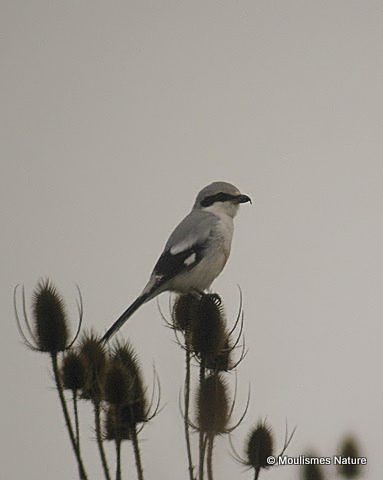 Great Grey Shrike (Lanius excubitor)