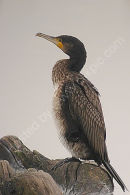 Great Cormorant (Phalacrocorax carbo) 1W