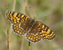 Knapweed Fritillary (Melitaea phoebe)