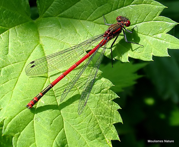 Large Red Damselfly (Pyrrhosoma nymphula) M