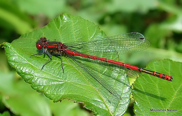 Large Red Damselfly (Pyrrhosoma nymphula) M, Petite nymphe au corps de feu