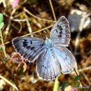 Large Blue (Maculinea arion) F