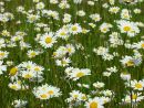 Leaucanthemum vulgare, Ox-eye Daisy