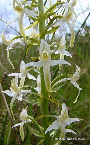 Lesser Butterfly Orchid (Platanthera bifolia), Orchis a deux feuilles