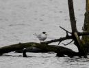 Little Tern (Sternula albifrons) Ad-S