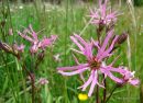 Lychnis flos-cuculi, Ragged Robin