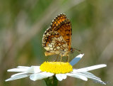 Meadow Fritillary (Mellicta parthenoides)