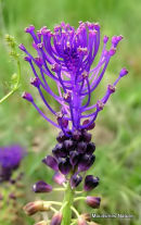 Muscari comosum, Tassel Hyacinth
