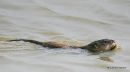 Muskrat (Ondrata zibethicus)