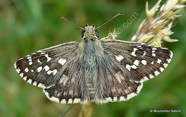 Oberthur's Grizzled Skipper (Pyrgus armoricanus) M