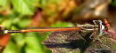 Orange White-legged Damselfly (Platycnemis acutipennis) M