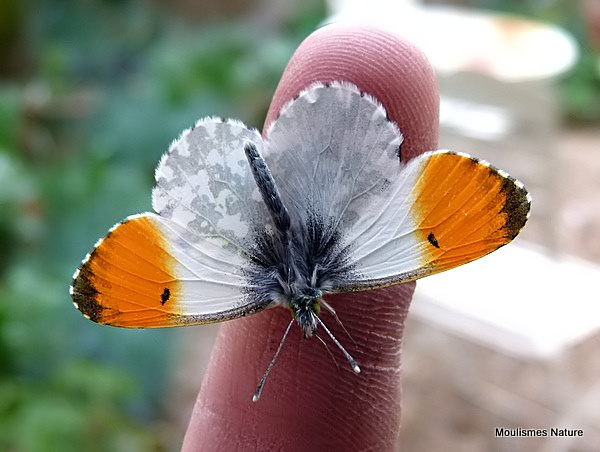 Orange Tip (Anthocharis cardamines) M