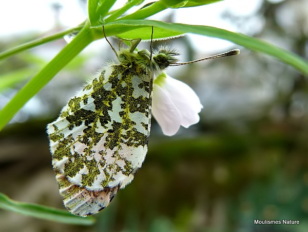 Orange Tip (Anthocharis cardamines) M