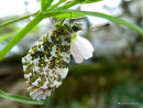 Orange Tip (Anthocharis cardamines) M