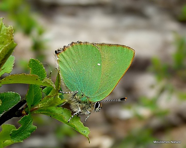 Green Hairstreak (Callophrys rubi)