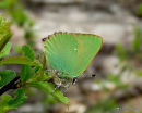 Green Hairstreak (Callophrys rubi)
