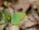 Green Hairstreak (Callophrys rubi)