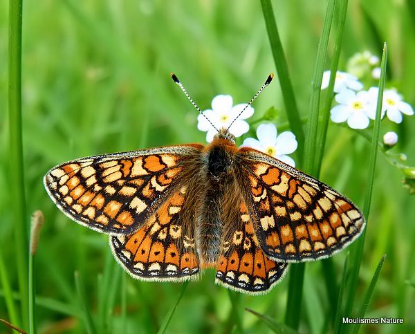 Marsh Fritillary (Euphydryas aurinia)