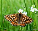 Marsh Fritillary (Euphydryas aurinia)