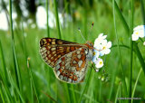 Marsh Fritillary (Euphydryas aurinia)