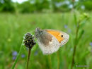 Small Heath (Coenonympha pamphilus)