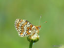 Glanville Fritillary (Melitaea cinxia)