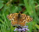 Knapweed Fritillary (Melitaea phoebe)